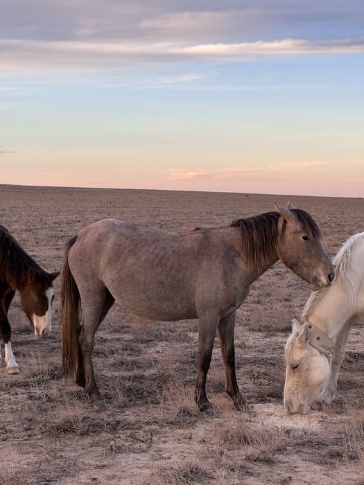 Байтал сатылады 450000