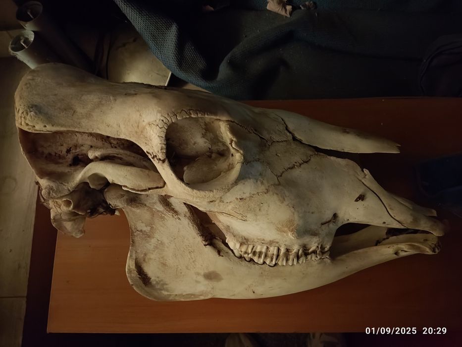Череп от бик или кон (декорация)