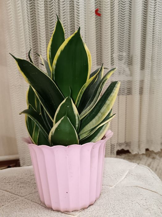 Декоративный домашний цветок сансевиерия