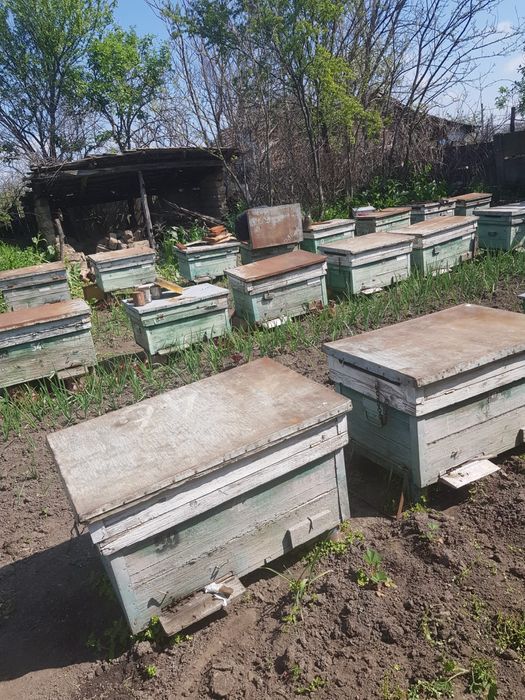 Vand familii de albine