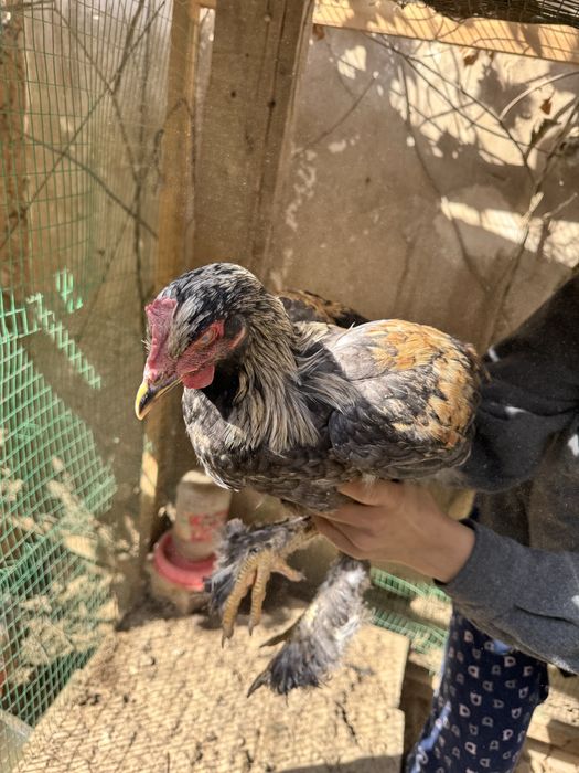 Брама хурозлар - хашаки товуклари сотилади