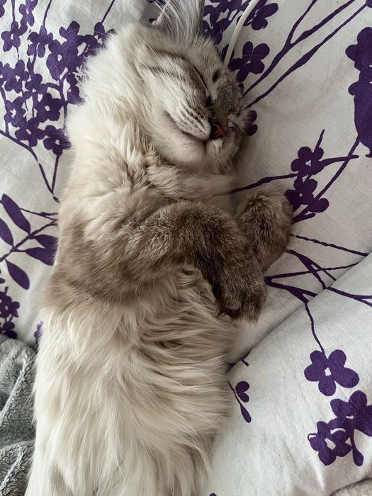 Котенек 9 месецев