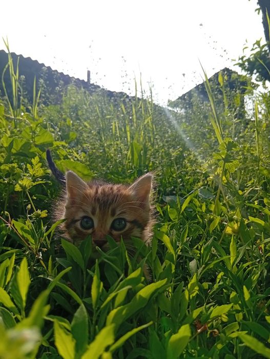 Котята Мальчик Девочка