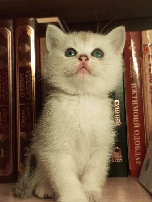 Serebriski shinshila chistakrovni