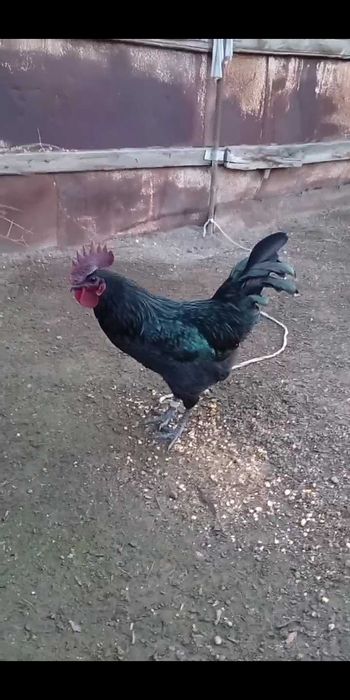 Ухейилюй хурози сотилади!