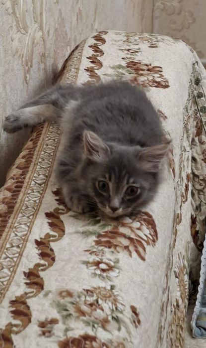 Отдам котёнка в добрые руки