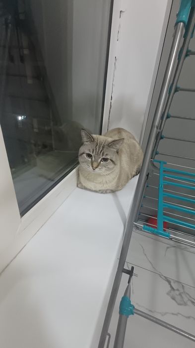 Котенок отдам в хорошие руки