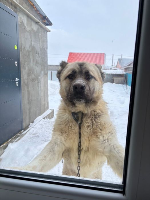 Продам алабая щенок 11 месяцев