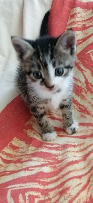 Котенца  - Подарявам Шепичка Любов
