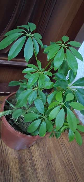 Шефлера хонаки гуллар