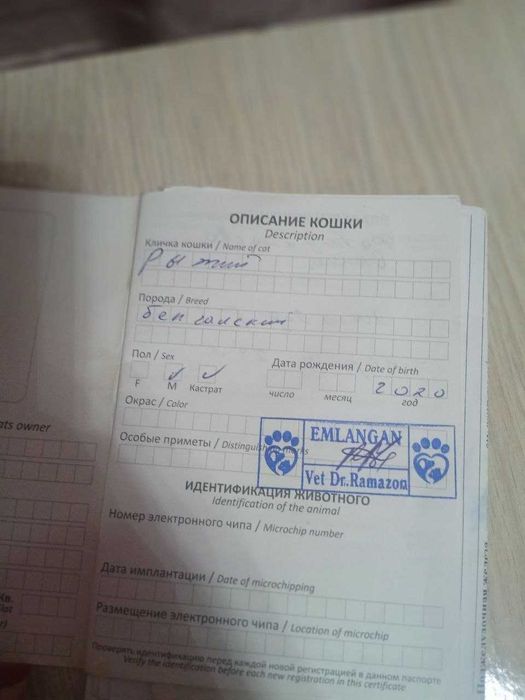 Кот бенгальской породы.