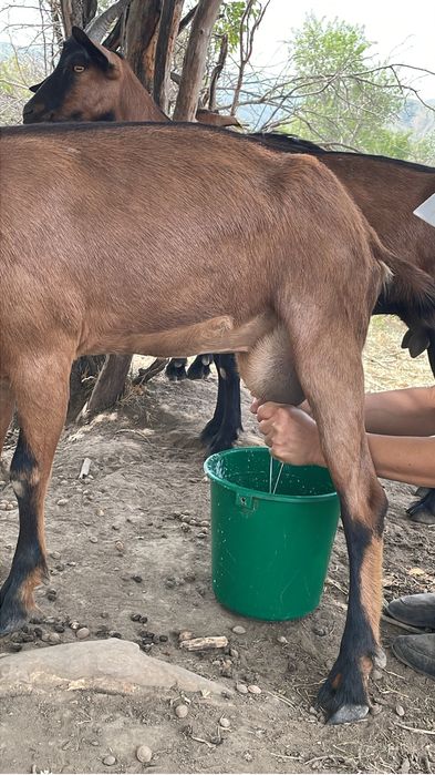 Сауын ешкі коз чешский