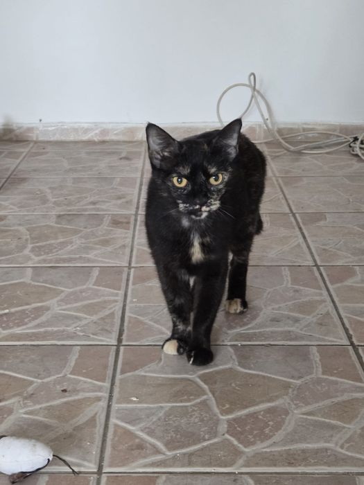pisicuta de adoptie, pisica de adoptat, pisicuta frumoasa de adoptat, pisica fetita pentru adoptie, pisica superba, pisica tricolora