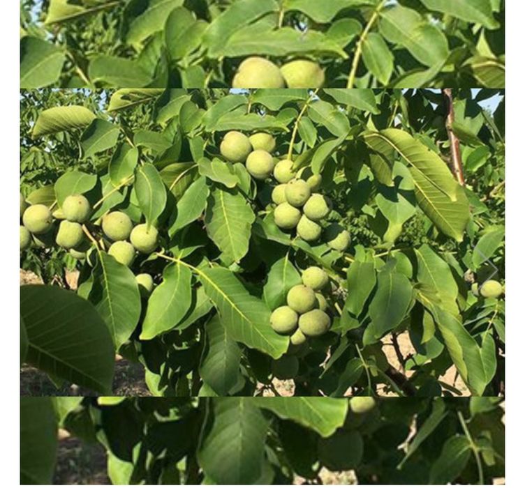 Vând nuci din nucă soiuri diferite