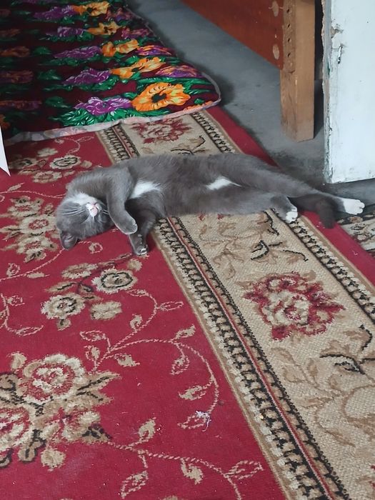 Отдам в добрые руки кошку