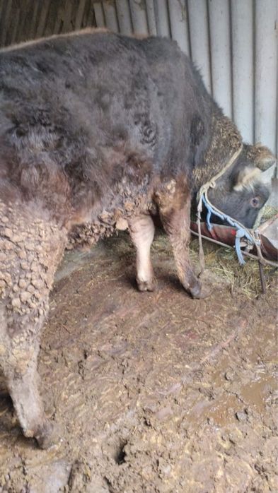 Корова продам сатамыз