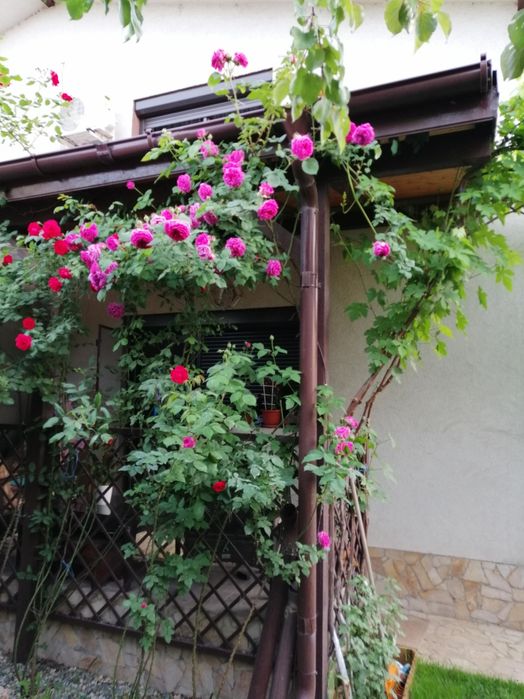 Se oferă spre vânzare duplex p+1  complet mobilat și utilat.Direct propietar.Comuna Berceni zona Trandafirilor.5minute față de Lidl.