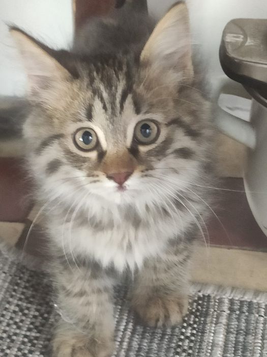 Отдам котят в доброе руки
