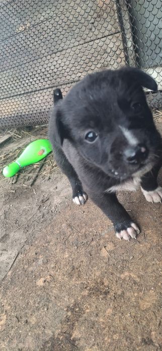 Щенки для охраны