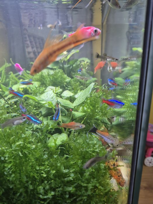 Acvariu Diversa 112L complet plantat – Eheim Professionel 4+ – Twinstar III + pești