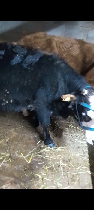 Екі құнажын сатылады