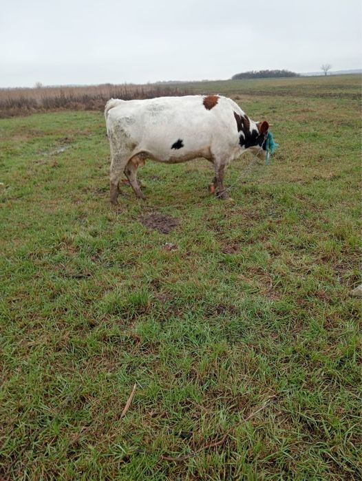 Vand vacă tânără de abator !
