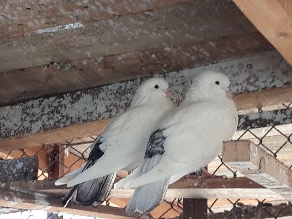 Бели гълъби за сватби и тържества