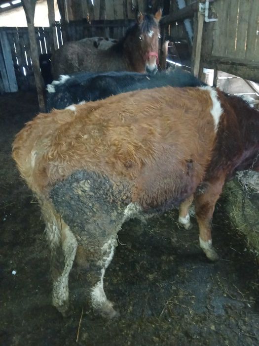 De vânzare doi tauri