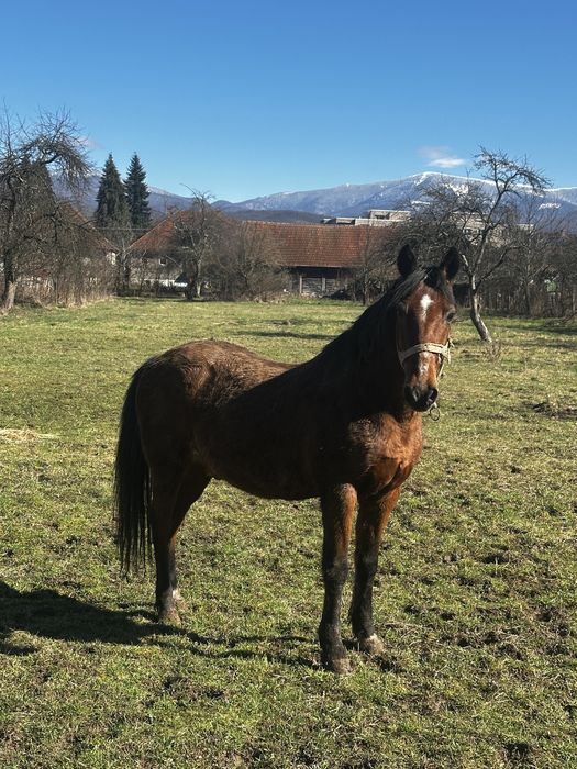 Vând cal cu acte