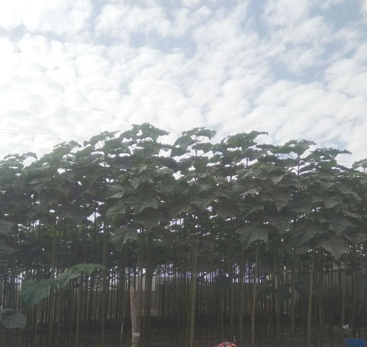 2 йиллик фте павловния кучатлар сотилади