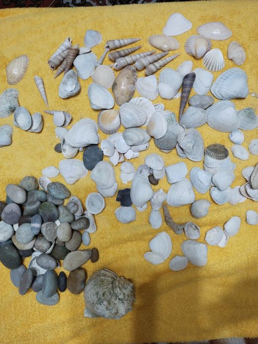 Ракушки для аквариума