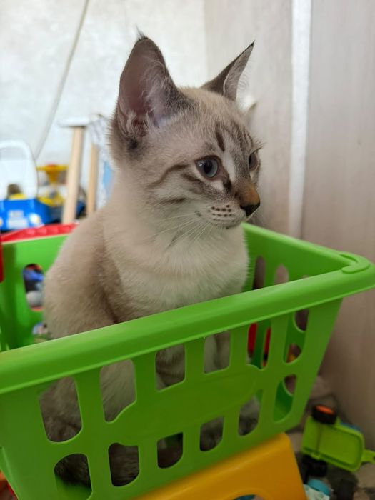 Котенок, мальчик