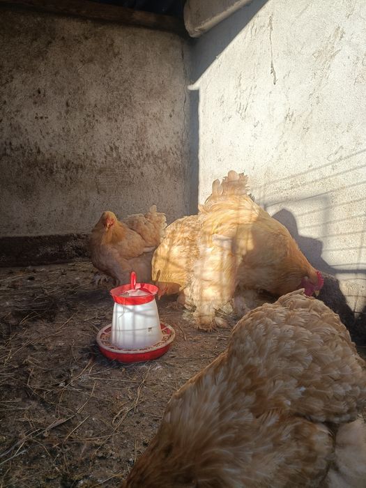 Vând găini cochinchina