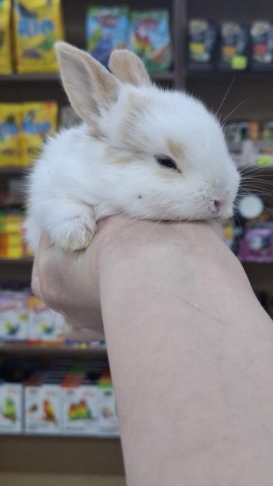 Поступление декоративных крольчат