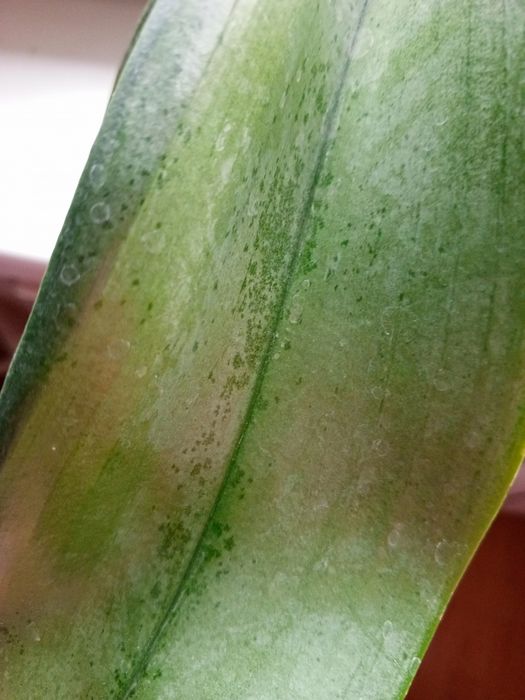 Цветущая орхидея Джиллиан