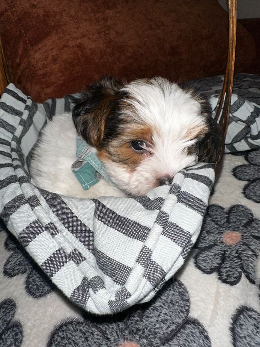 Йоркширски териер бивер