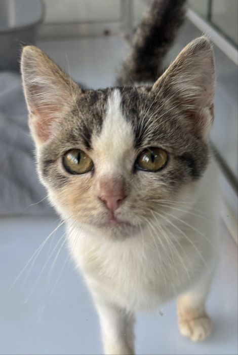 Женско коте на три месеца, търси дом