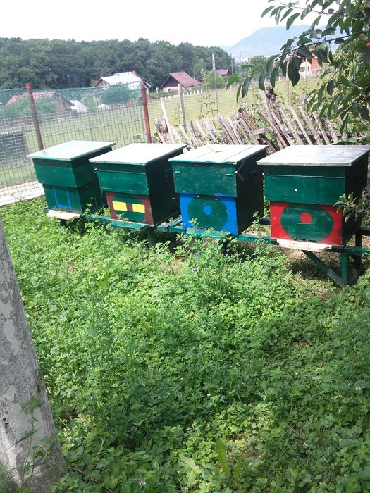 Vand fam albine cu lazi sau fara