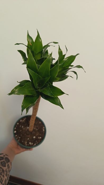 драцена компакта