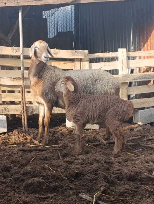 Арашан матка с ягненкам