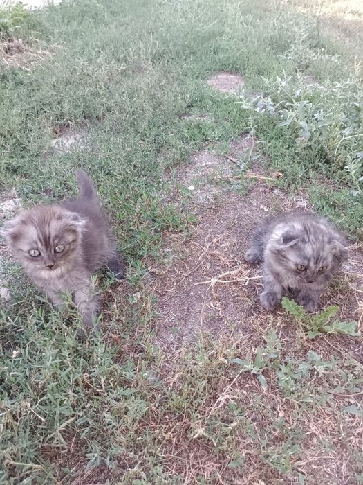 Котята отдам в добрые руки