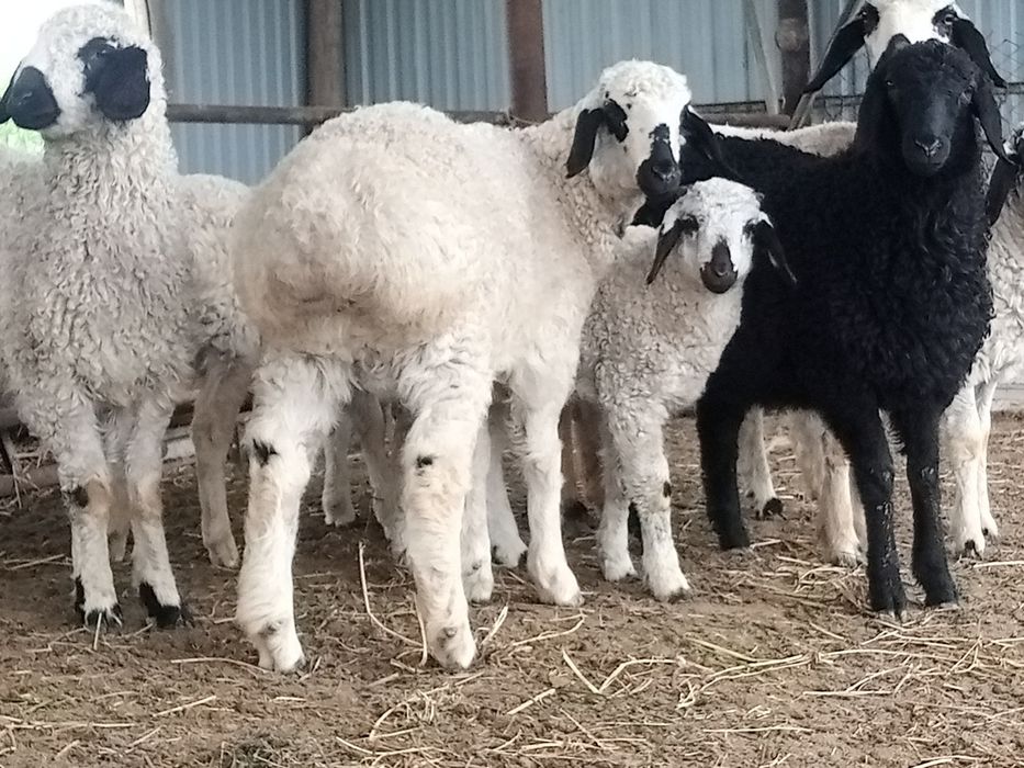 Qara quloq qochqor sotiladi