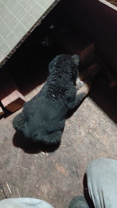 Срочна продам щенку алабай