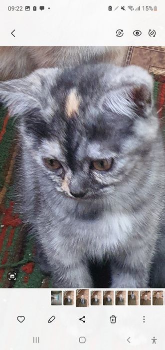 Скотиш страйт девочка