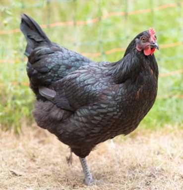 preluam comenzi pentru pui de o zii de rase