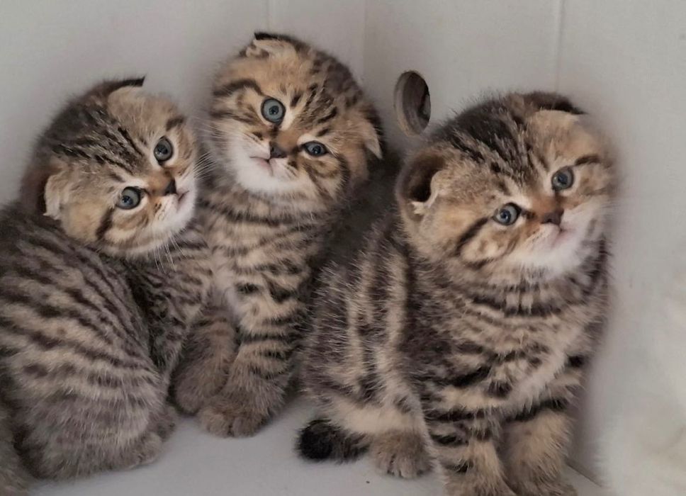 Шотландские котодетки!