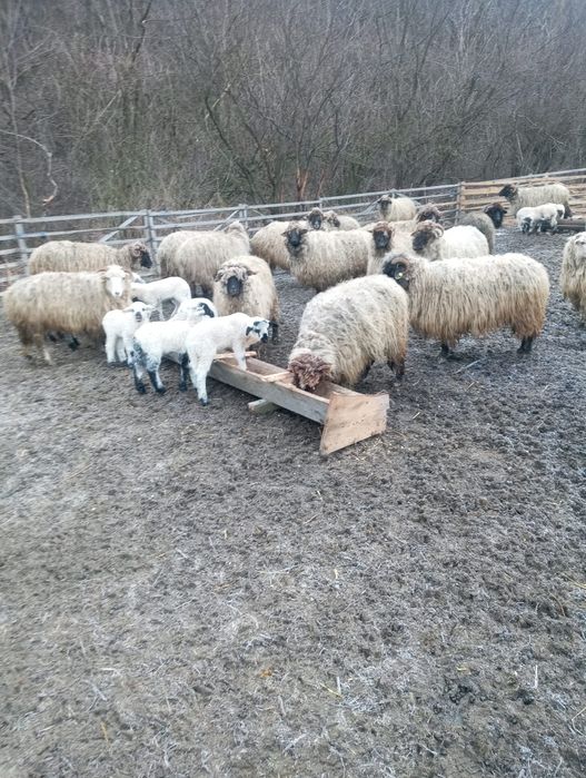 Oi bucălai de vânzare