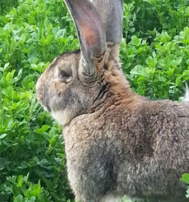 Продавам зайци порода БЕЛГИЙСКИ ВЕЛИКАН чистокръвни,цена по договаряне
