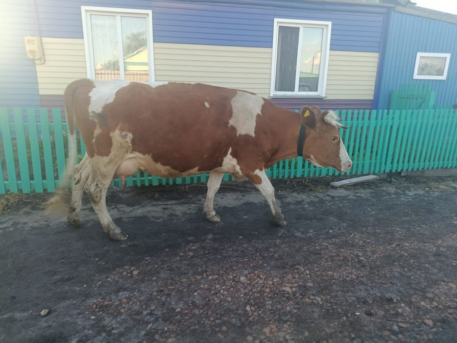 Продам дойную корову