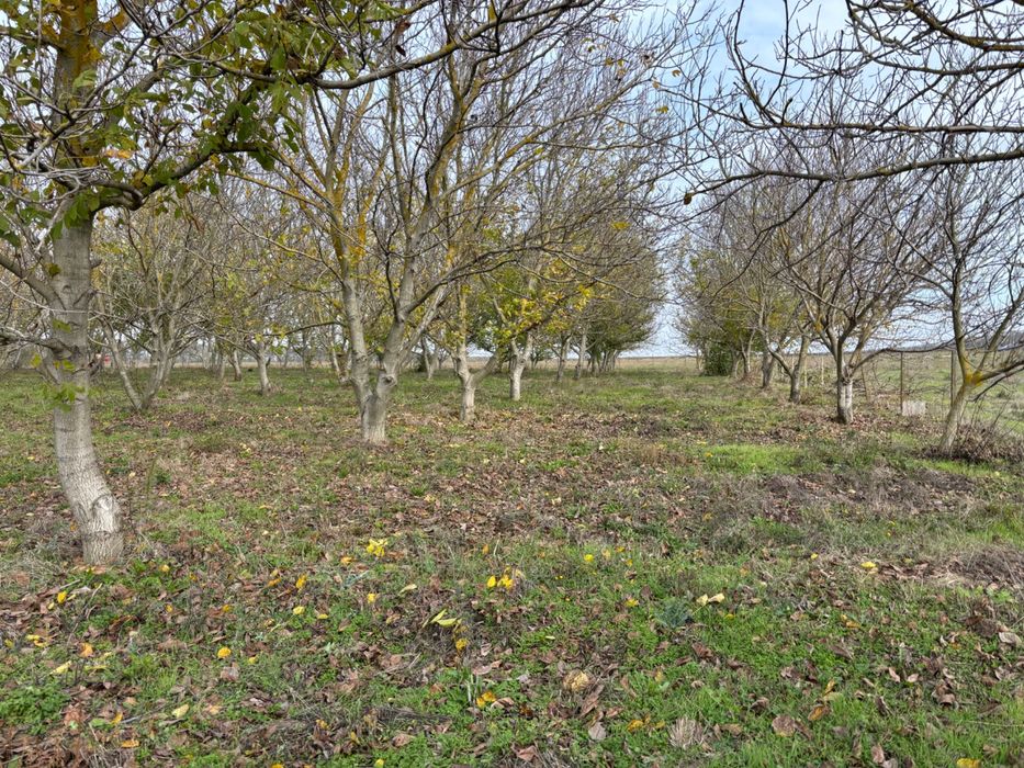 Орехова градинаа